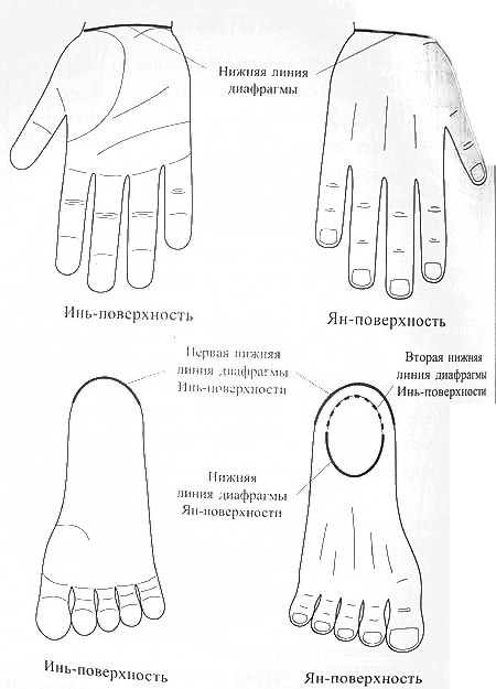 Нижняя линия диафрагмы на кисти и стопе
