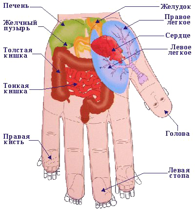 Внутренние органы в системе соответствия кисти