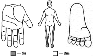 Cоответствие кистей и стоп Инь-поверхности тела человека