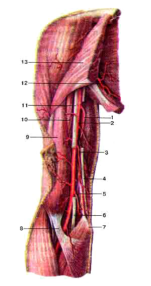 Артерии плеча, правого