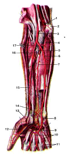 Глубокие артерии предплечья и кисти, правой