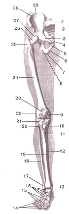 Скелет (кости) нижней конечности