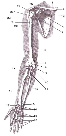 Скелет (кости) верхней конечности