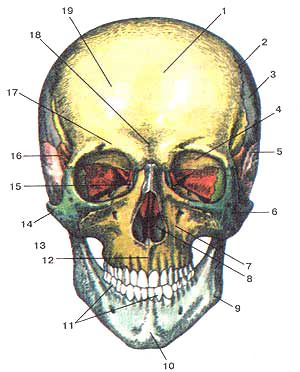 Череп (cranium)