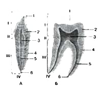 Строение зубов на разрезе