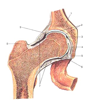 Тазобедренный сустав (articulartio coxae), правый