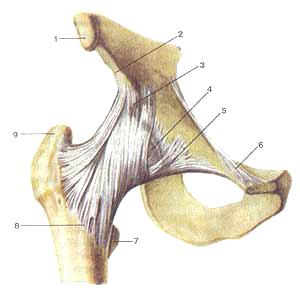 Тазобедренный сустав (articulartio coxae), правый