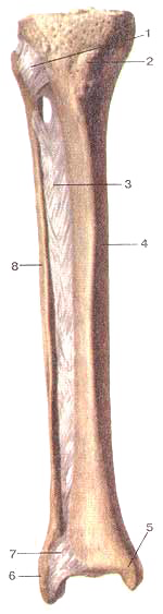 Соединения костей голени, правой