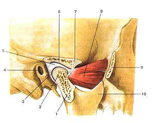 Височно-нижнечелюстной сустав (articulalio temporomaiKlibularis)