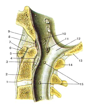 Срединный атланто-осевой сустав (articulatio allantoaxialis mediana)