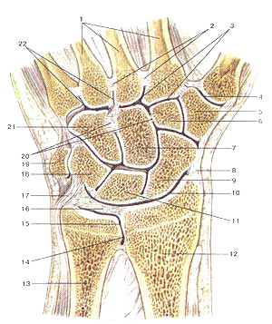 Луче-запястый сустав (articulanio radiocarpea); суставы и связки кисти, право