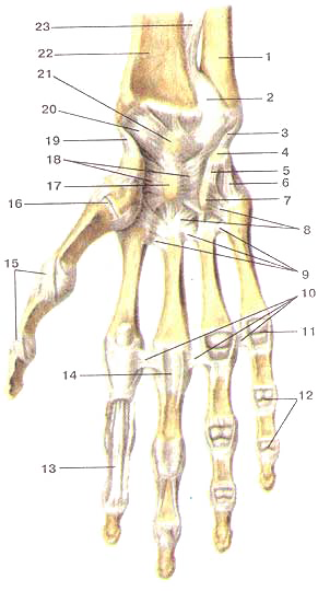 Луче-запястный сустав (articulartio radiocarpea) связки и суставы кисти, правой