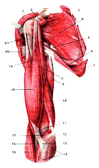 Мышцы плечевого пояса и плеча, правого