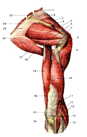 Мышцы плечевого пояса и плеча, правого