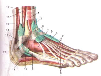 Синовиальные влагалища сухожилий пальцев стопы