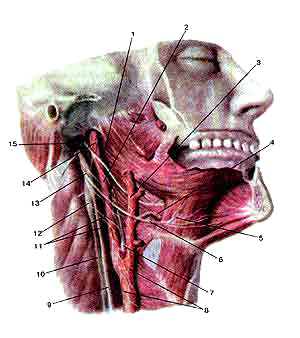 Языкоглоточный нерв и подъязычный нерв
