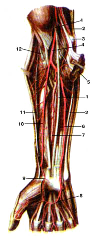 Нервы и артерии предплечья