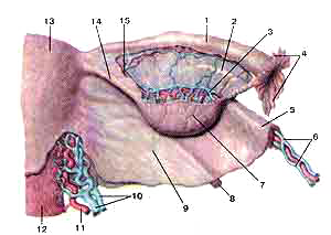 Яичник (ovarium)