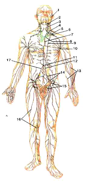 Схема строений лимфатической системы человека