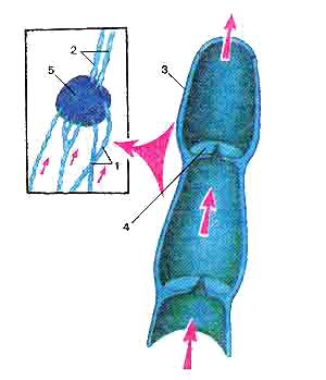Схема строения лимфатических сосудов