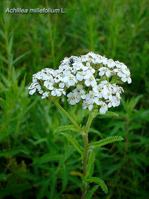 Месяц - лунный