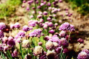 Месяц - лунный