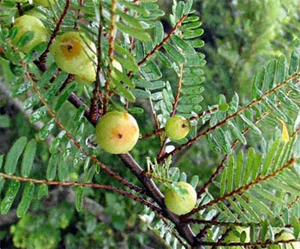 Месяц - лунный