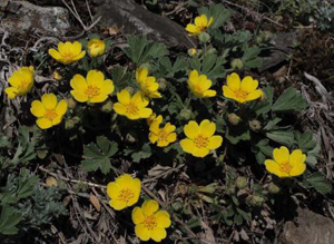 Месяц - лунный