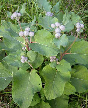 Месяц - лунный