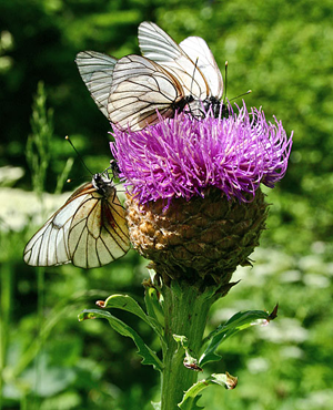 Месяц - лунный