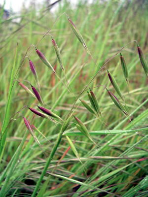 Месяц - лунный