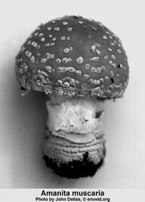 Stacks Image 8