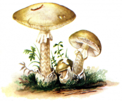 Stacks Image 5