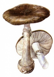 Stacks Image 5