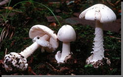Stacks Image 5