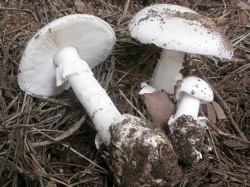 Stacks Image 5