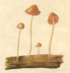 conocybe