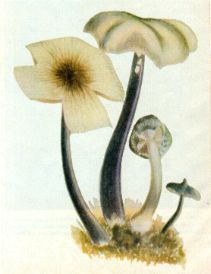 cubensis