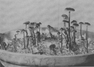 cultivo