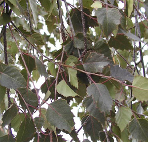 Лист березы повислой