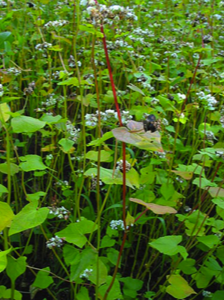 Гречиха посевная