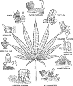 THC and other cannabinoids